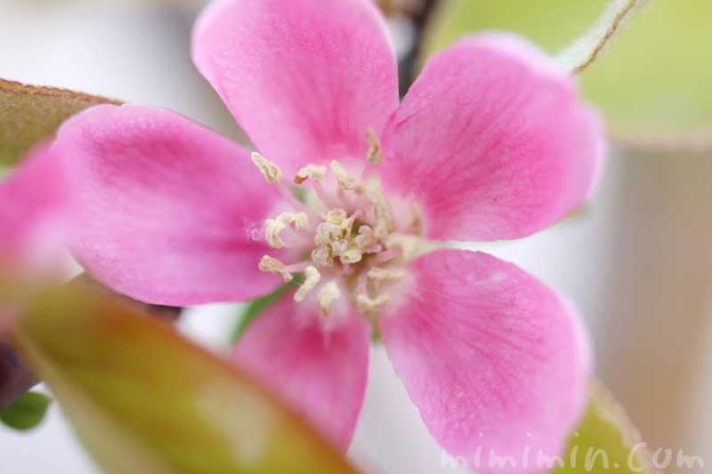 カリンの花の写真 花言葉 みみみんブログ