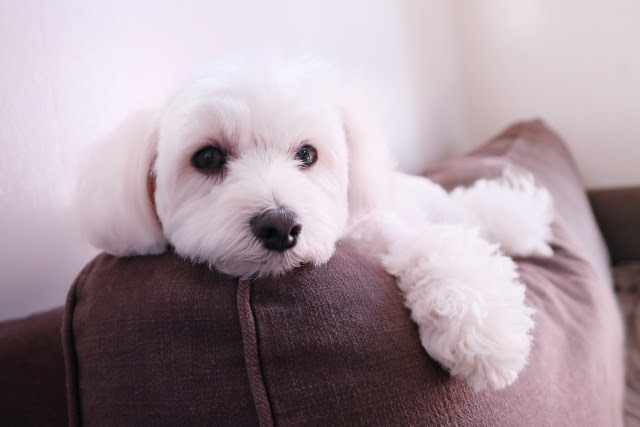 あなたはいくつ知っている マルチーズ 人気のミックス 犬の総合情報サイト ペットスマイルニュースforワンちゃん