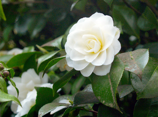 椿 Camellia の季節 Nuccio S Pearl Blog Akinakano