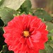 Red Dahlia- Dalina Grande Topia