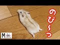 [最新] イラスト 可愛い ゆるい ハムスター かわいい 160082