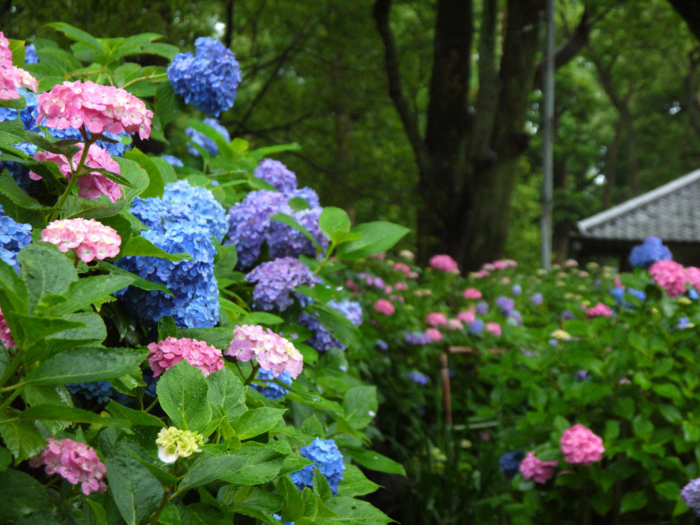 色形も様々 紫陽花の進化は止まらない 可愛いレア品種で梅雨をもっと楽しく きになるうさみみ