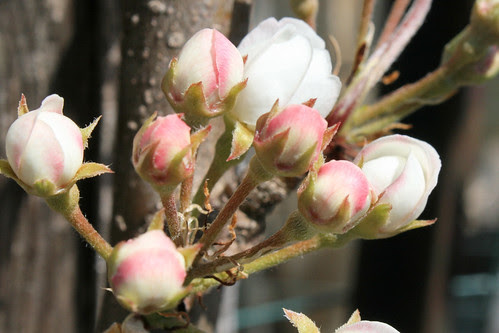 pear blossoms 105
