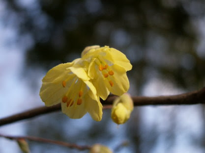 樹木図鑑 ヒュウガミズキ