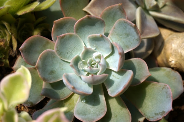 多肉植物の育て方総合