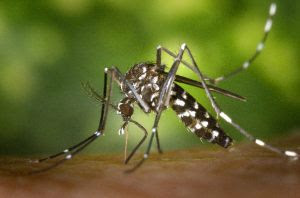Spesies ini juga bisa menularkan demam berdarah. Nyamuk ini biasanya banyak terdapat di kebun atau di halaman rumah. Cirinya hampir sama dengan Aedes aegypti, yaitu bercak-bercak putih di badan. Bila dilihat dengan kaca pembesar tampak di median punggungnya ada garis putih. Waktu menggigitnya pun sama dengan Aedes aegypti, yaitu di pagi dan sore hari. Bertelurnya di air tergenang, misalnya pada kaleng-kaleng bekas yang menampung air hujan di halaman rumah. Pada musim penghujan, nyamuk ini banyak terdapat di kebun atau halaman rumah karena di situ terdapat banyak tempat yang terisi air.