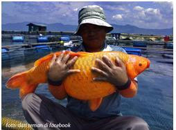 IKAN MAS RAKSASA DANAU TOBA Konsumenikan s Blog IKAN MAS RAKSASA DANAU TOBA Konsumenikan s Blog