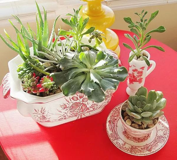 15个多肉植物室内 室外创意 养出不同规模的多肉小花园