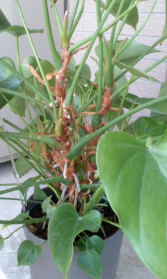 アンスリウムの挿し木 とりあえず 観葉植物
