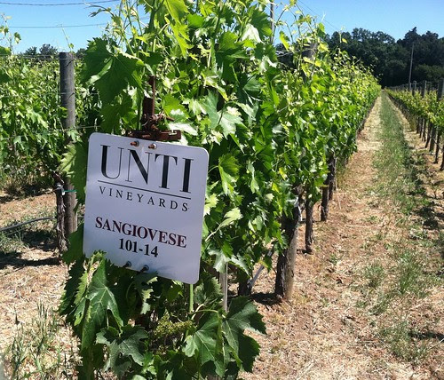 Unti winery