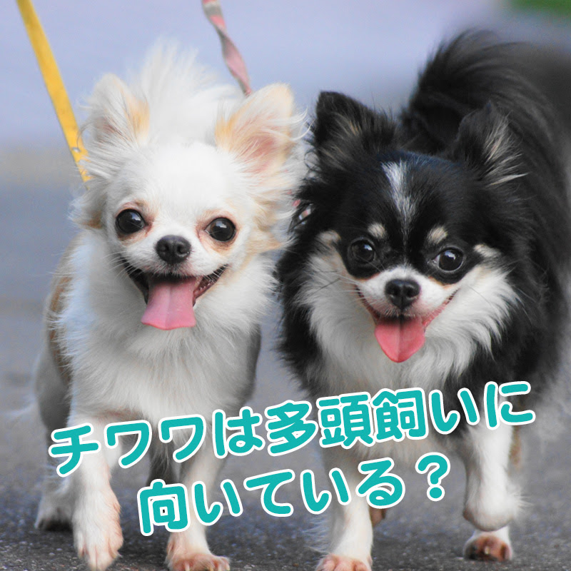 チワワは多頭飼いに向いている 性別の相性や グッズの準備はどうする