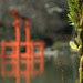 Salix bockii, Japanese Garden