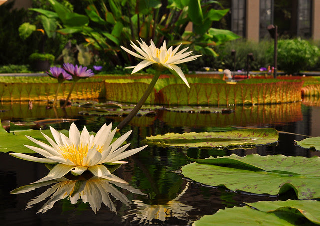 Conservatory - Waterlily Display - Nymphaea 'Mrs. George H. Pring'