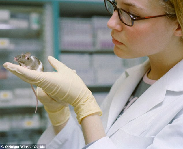 Mice (stock image) were chosen for the study because mouse Tesi is 'highly similar' to Tesi from human cells. The researchers took cells from human intestines and soaked them in a digestive enzyme solution, which was then implanted into a mouse. Four weeks later, the Tesi was harvested and succesfully tested