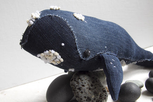 northern right whale