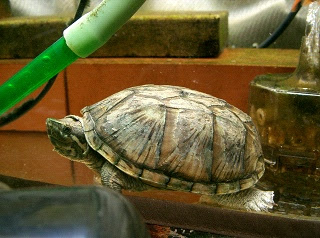 ミシシッピニオイガメの飼育 飼い方