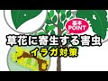 70以上 イラガ ブルーベリー に つく 虫 156748
