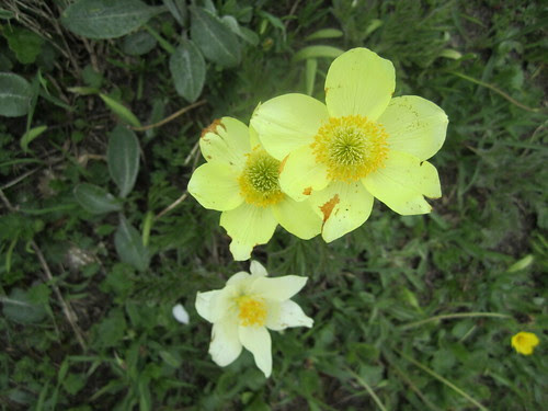 Pulsatilla alpina subsp. apiifolia - Anemone delle Alpi
