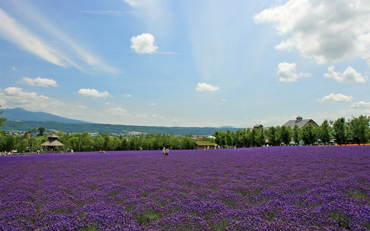 夏日北海道郊外风景4 1280x800 壁纸下载 夏日北海道郊外风景 风景