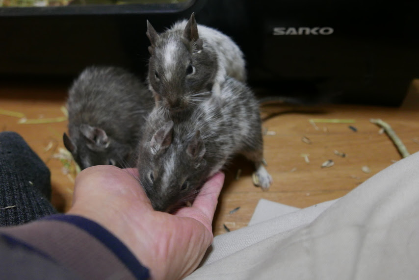 この記事を書いてる段階で 実はすでにトクさんとデイお嬢の赤ちゃん7匹が我が家に誕生してるのですが その成長記録をやる前に ここまでのデグー特捜班の活動をまとめておきたいと思いまする 今回はその第一弾 まずはデグーの生きがいであり