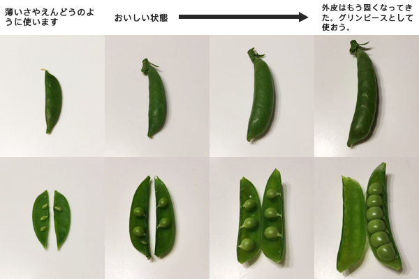 スナップエンドウを育てよう みんなで収穫できるプランター栽培 植木鉢ナビ