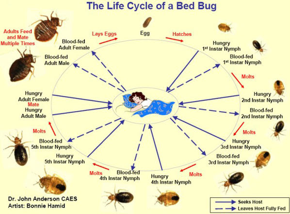 Facts About Bedbugs Identification Biology Feeding Propagation Habitats