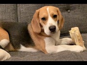 Good Beagle Puppies most searching!