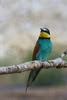 LES OISEAUX DE FRANCE