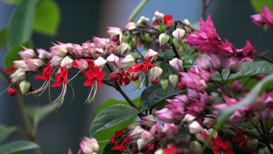 identification - What is this shrub with small red flowers ...