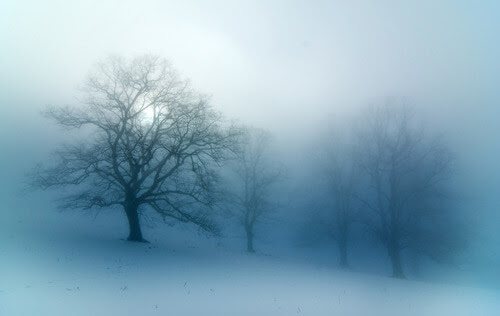 Tree Photography