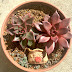 Echeveria Agavoides Romeo Red : Echeveria agavoides romeo rubin is a beautiful red echeveria.