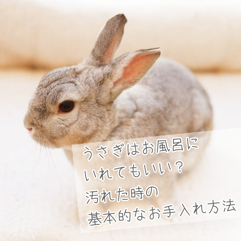 うさぎはお風呂に入れてはいけない 汚れた時の基本のお手入れと入浴方法