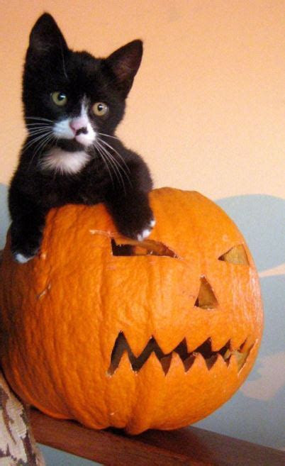Albacore is a larger fish than skipjack, often growing over 4 . 13 photos of pumpkin spiced cattÃ©s