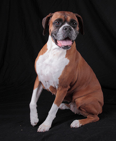 ST. LOUIS DOG PHOTOGRAPHY BY : ROB LEWIS 314-724-3224 ...