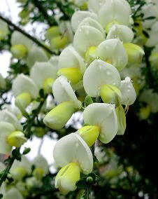 花 エニシダ 3月30日の花と花言葉 エニシダ 魅る魅るガーデニング