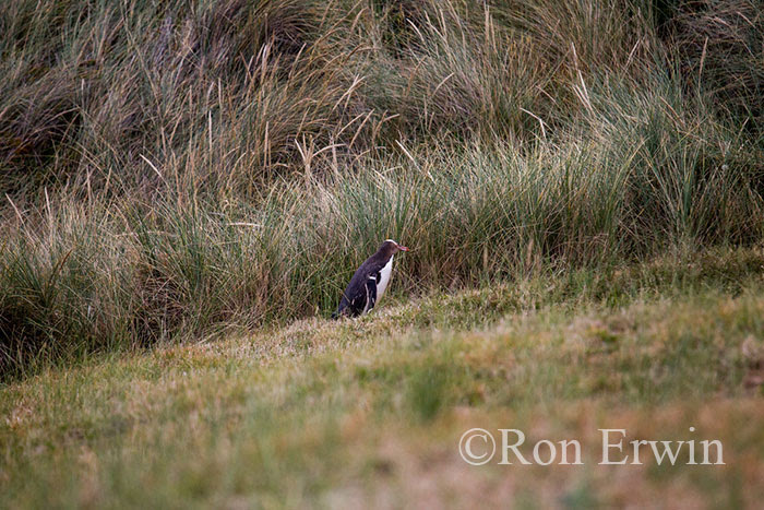 Yellow-eyed Penguin or Hoiho coming ashore, NZ 