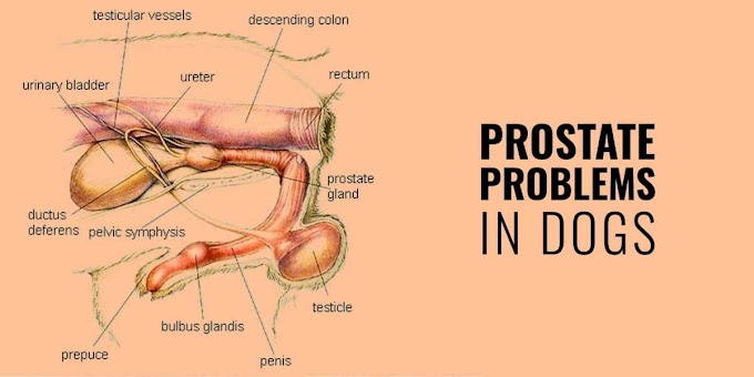 Prostate Cancer Symptoms Wiki : Brachytherapy. Causes, symptoms, treatment Brachytherapy / But hearing the words can still be scary.