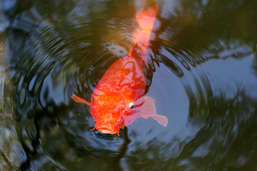 Fishfish