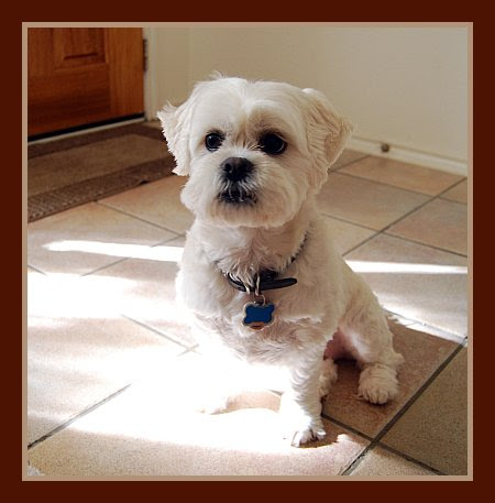 Wanted - Good Home for Cute Puppy