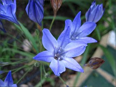 Squill 1