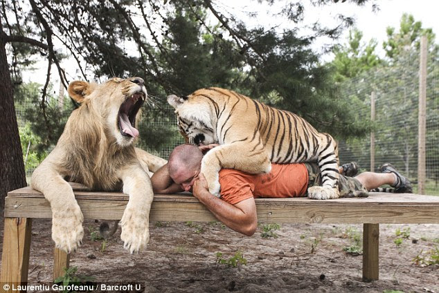 Playing 14-month-old lion Leo and 13-month-old Siberian tigress Summer ...