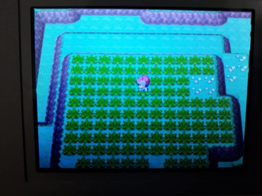 ポケモン プラチナ メタモン