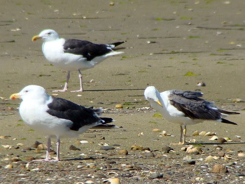 LESSER BLACK BACKED GULL sony
