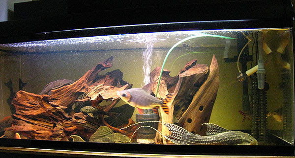 10水槽全景 底物大好きはげきくん
