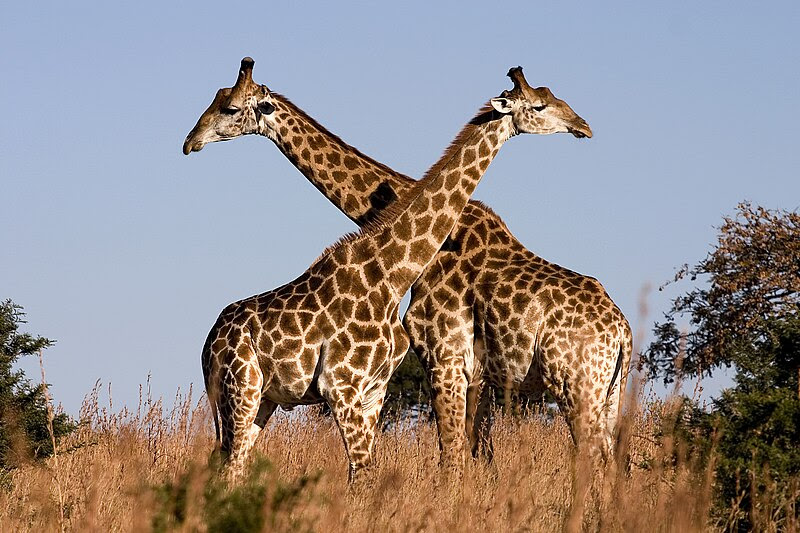 http://upload.wikimedia.org/wikipedia/commons/thumb/0/02/Giraffe_Ithala_KZN_South_Africa_Luca_Galuzzi_2004.JPG/800px-Giraffe_Ithala_KZN_South_Africa_Luca_Galuzzi_2004.JPG