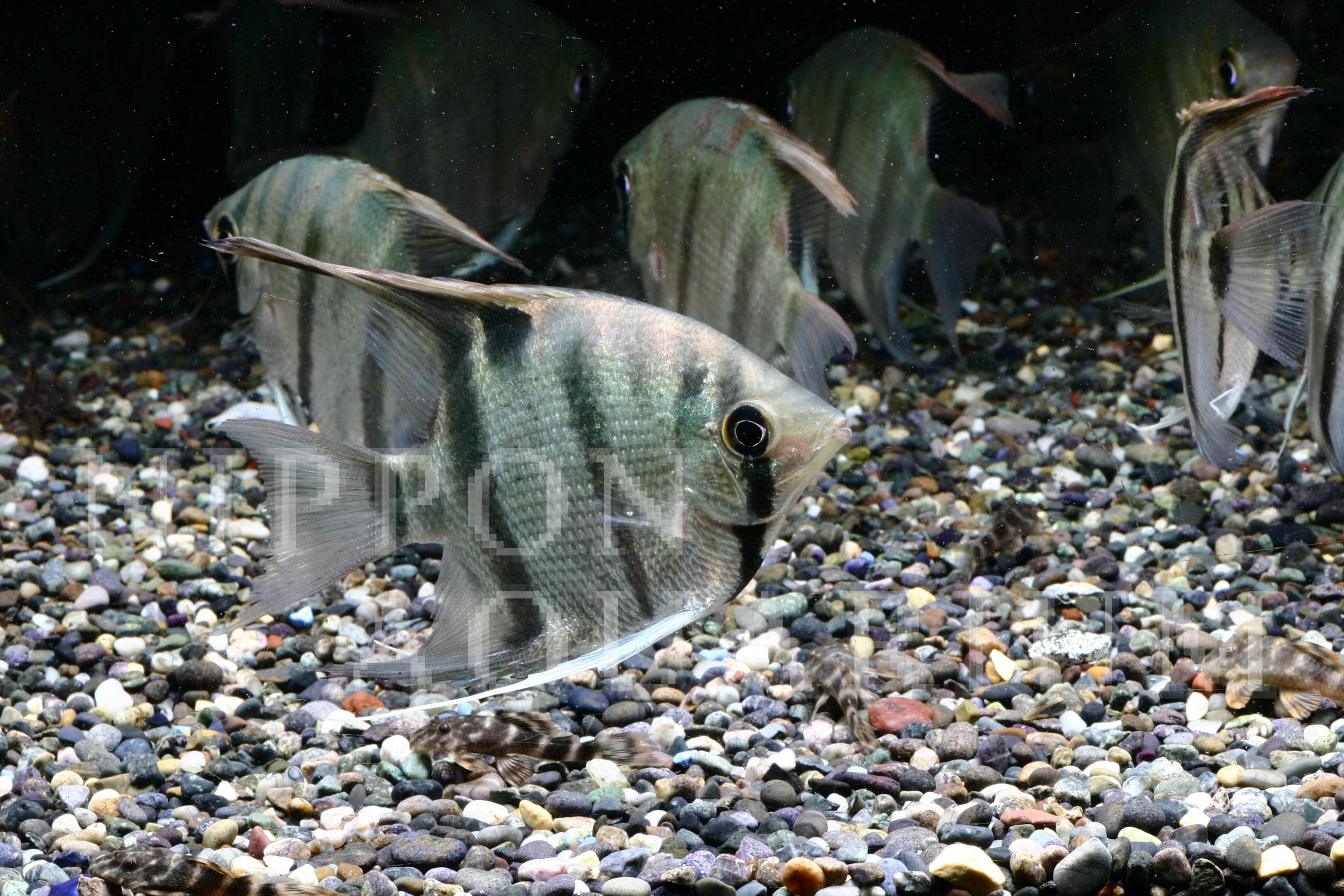 デュメリリエンゼルフィッシュ 飼育方法 飼い方 餌 水温 混泳などについて 熱帯魚図鑑 熱帯魚の飼育 混泳 繁殖 病気など