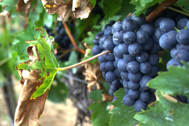 Uvas