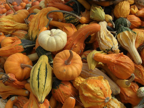 Gourds a plenty