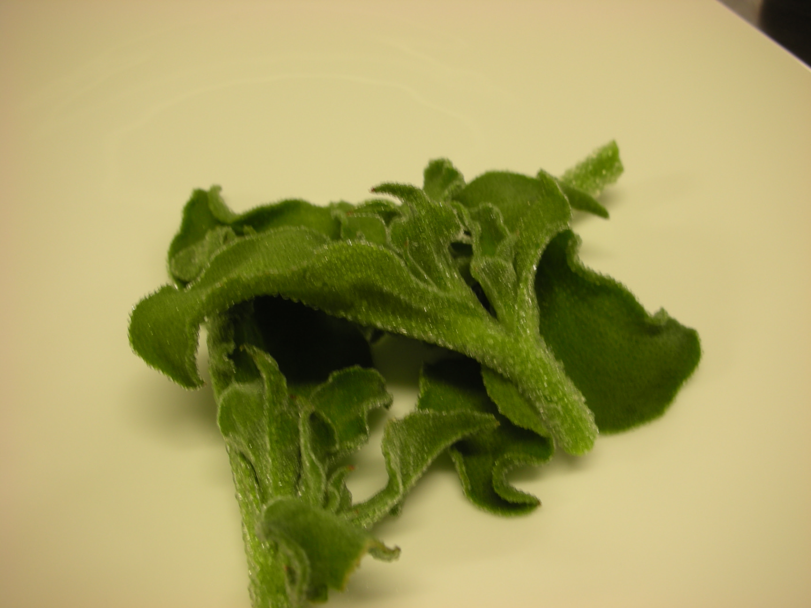 新野菜 アイスプラント 宝巌堂