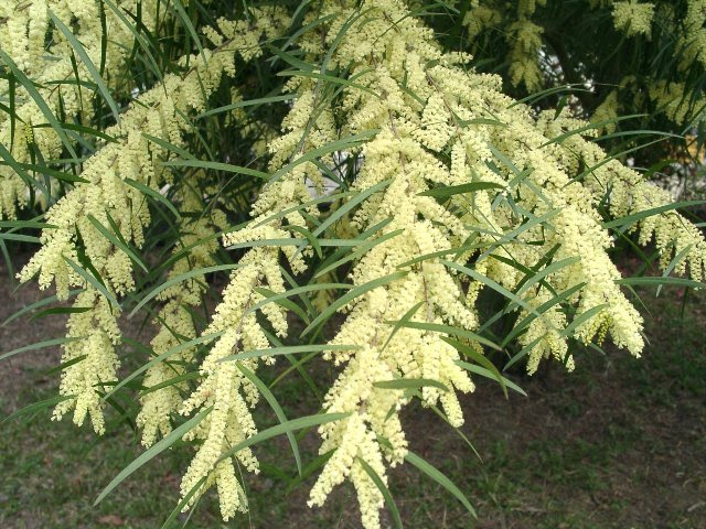 オーストラリア フロリブンダ ホワイトサローワトル 花 庭木